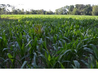 Property photo 32 - 64 Acre Farm Offered in 4 Tracts or in Combinations - Real Estate Auction